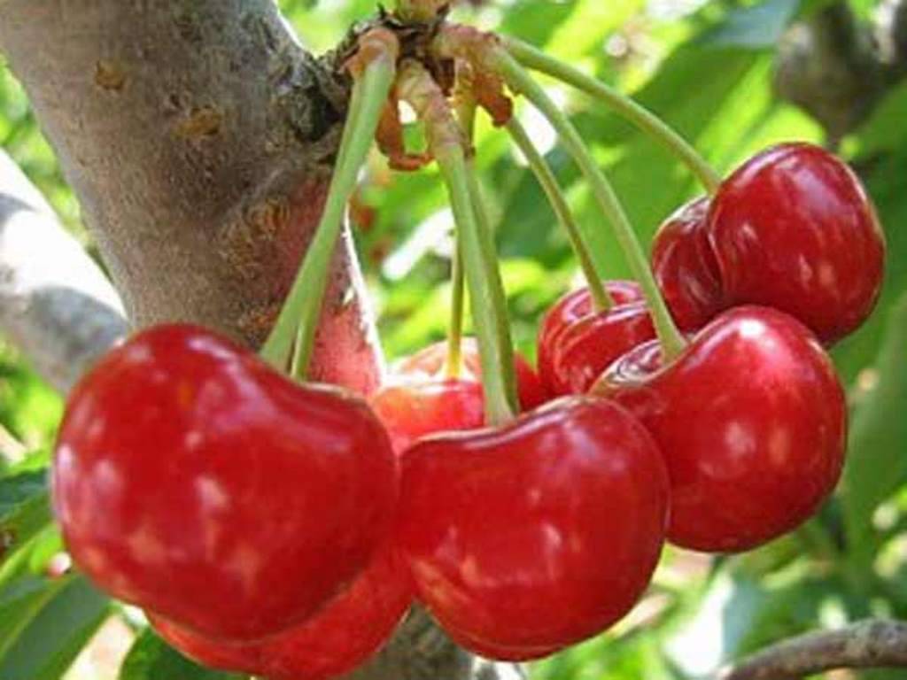 12 лучших сортов вишни для подмосковья - самоплодные и сладкие, какой лучше посадить
