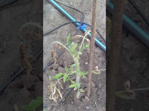 Что делать и как спасти подмерзшую рассаду томатов в открытом грунте или теплице?