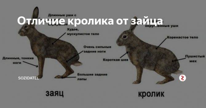 Чем отличается заяц от кролика? различия в ареале, внешнем облике, образе жизни