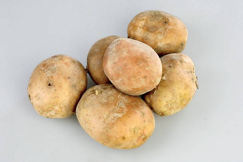 Описание и характеристика сорта картофеля беллароза, посадка и уход