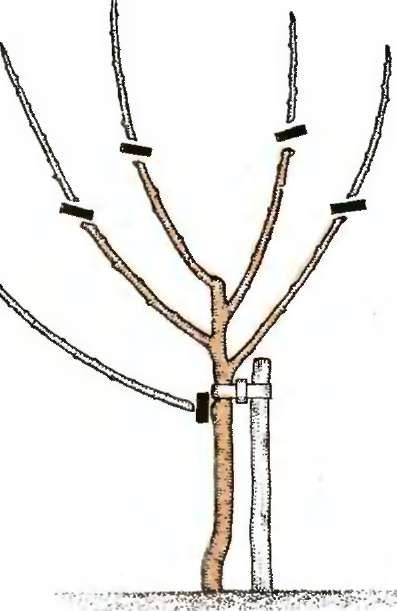 Саженец яблони подмерз и другие проблемы из-за холодов: как восстановить дерево