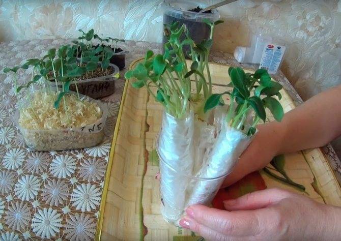 Выращивание огурцов в мешках: инструкция для начинающих и секреты профессионалов (95 фото)