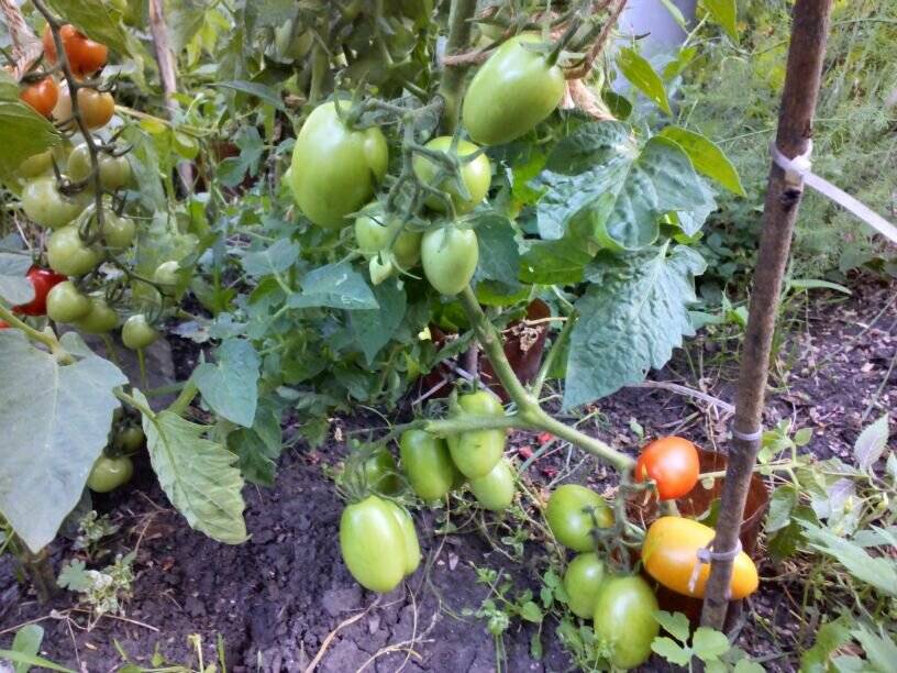 Отличный выбор для занятых огородников — томат чудо лентяя: описание сорта и характеристики