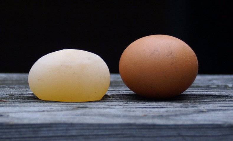 Почему куры несут яйца без скорлупы: причины и решение, фото и видео