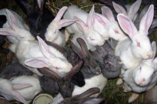 В каком возрасте случают кроликов: когда наступает половозрелость у кролей