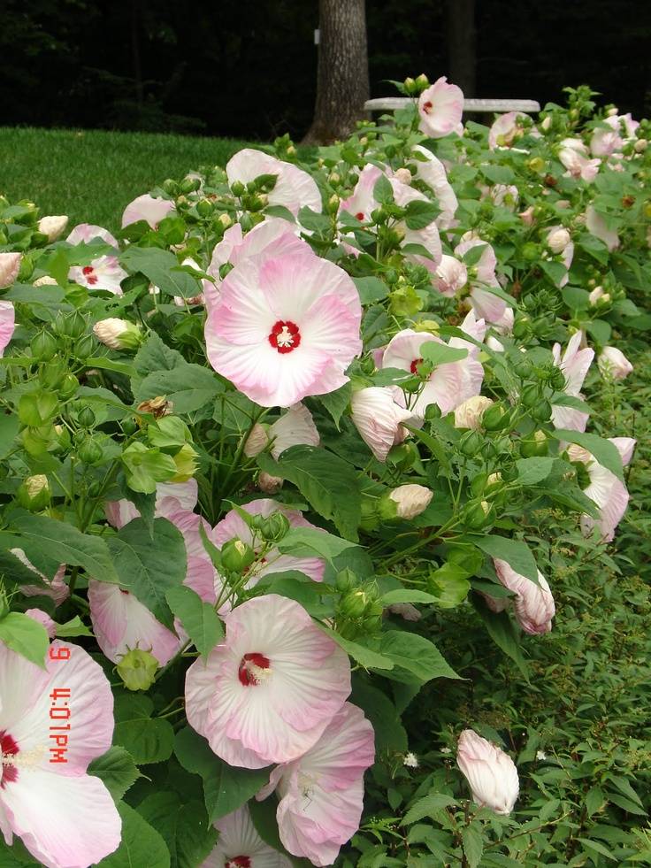Гибискус садовый: красота и польза в одном растении!