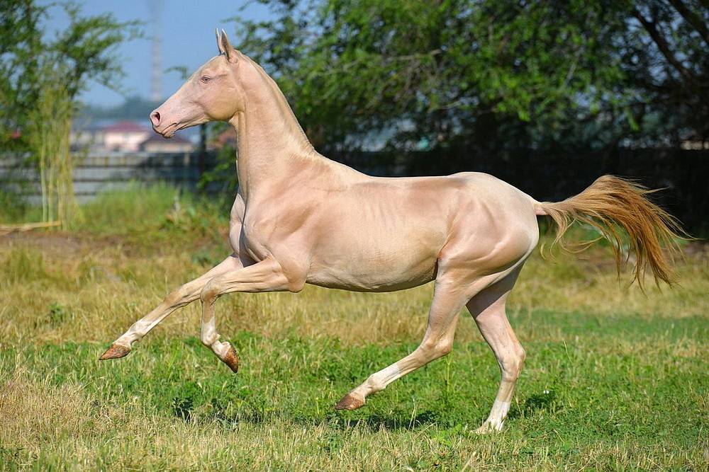ᐉ ахалтекинская лошадь изабелловой масти - zoomanji.ru