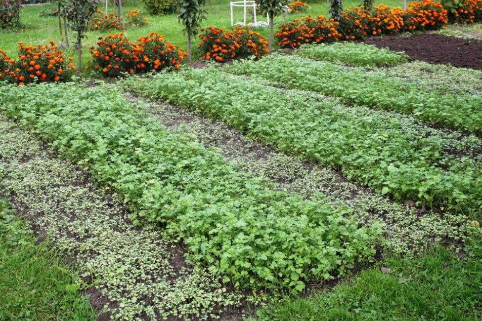 Отличный сидерат горчица белая – и почву лечит, и для салатов годится - сибирский сад