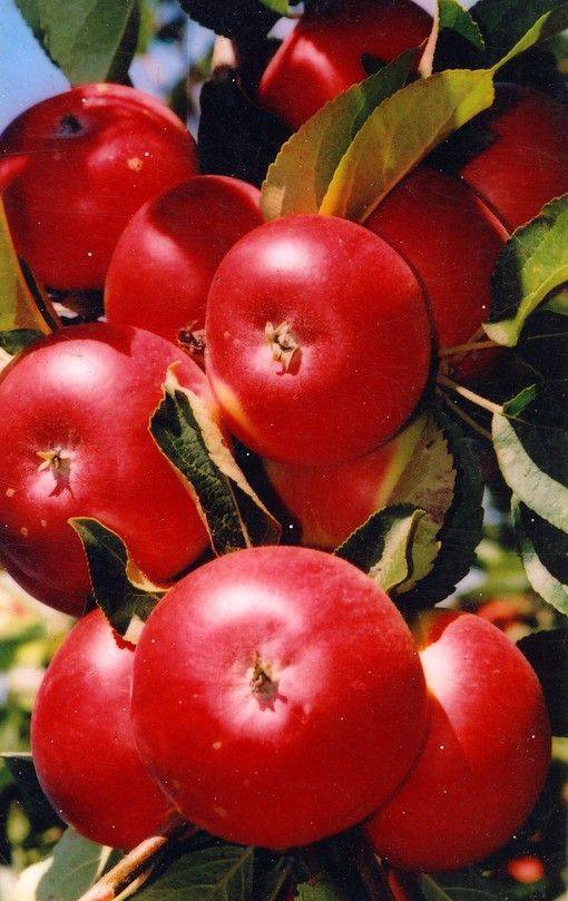 Колоновидная яблоня останкино: описание сорта и характеристики. когда собирать и снимать на хранение? особенности и выращивание, обрезка и сроки созревания
