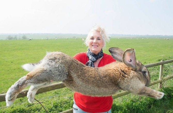 Самый большой кролик в мире :: syl.ru