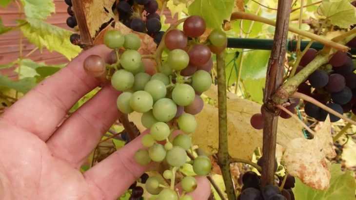 Виноград альфа: описание и уход за ним