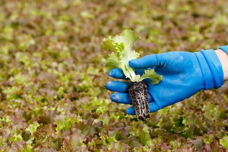 Как сажать салат в открытый грунт семенами: технологии, подкормка, советы по выращиванию