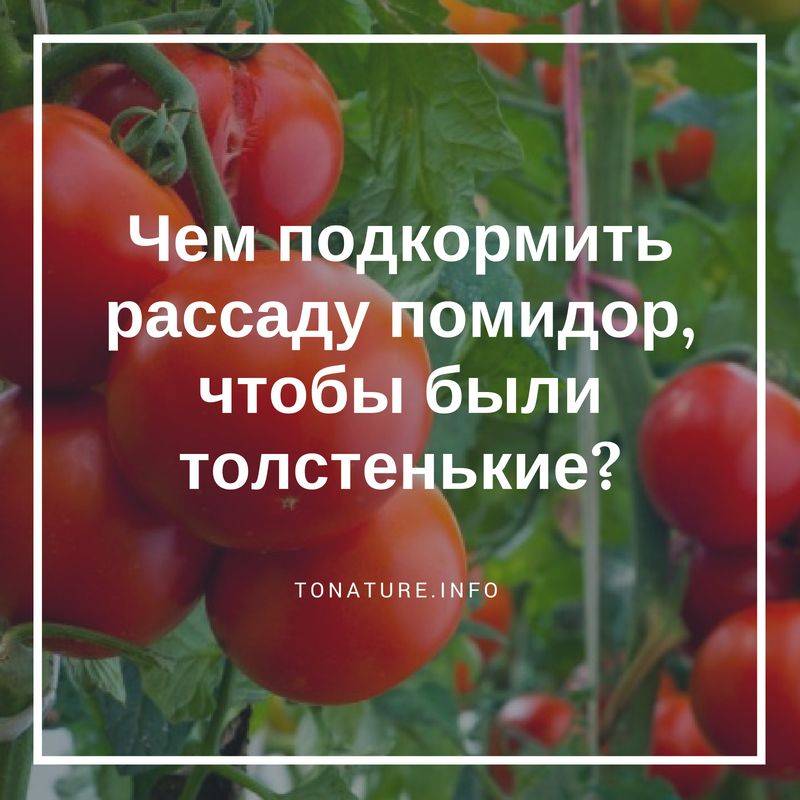 Чем лучше удобрить рассаду помидоров, когда и как это делать: подготовка, сроки, схема и виды подкормки