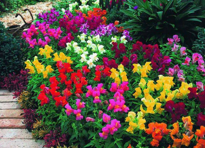 Всё о самых неприхотливых, долгоцветущих и красивых цветах-многолетниках для сада