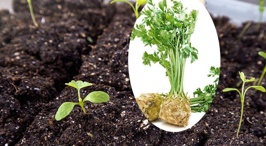 Сельдерей корневой: выращивание и уход в открытом грунте | сельская жизнь | информационный портал для садоводов и фермеров