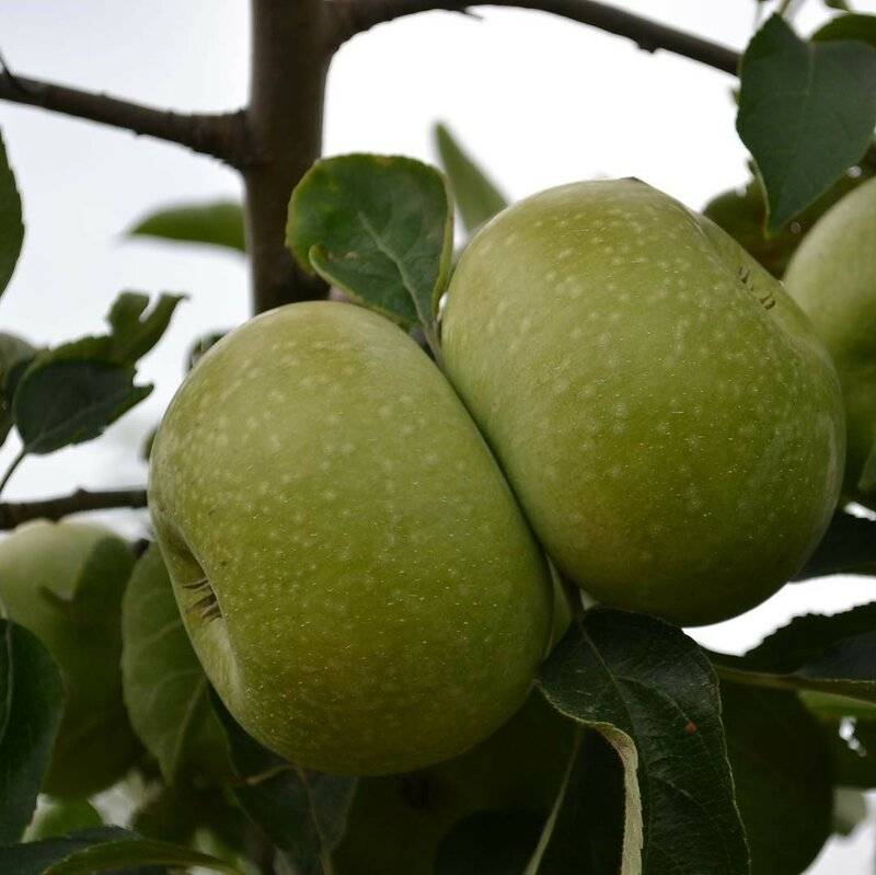Виды семеренко яблоки - дневник садовода semena-zdes.ru
