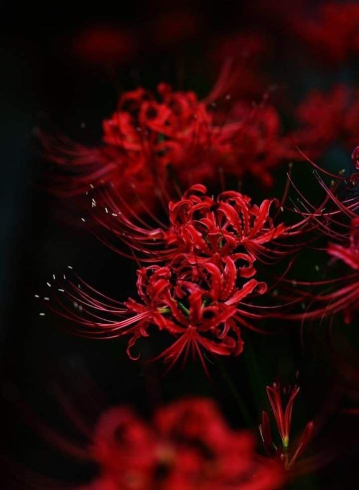 Нестандартная лаурентия – изящные звезды в саду и во дворе - проект "цветочки" - для цветоводов начинающих и профессионалов