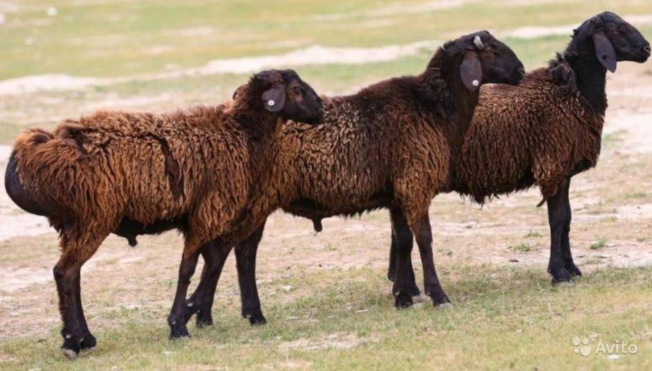 Гиссарская порода овец и ее преимущества