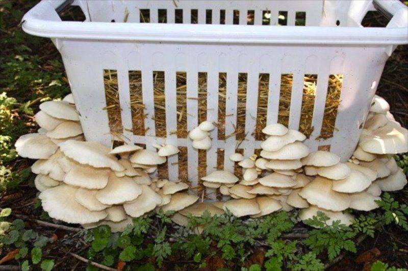 Как посадить и выращивать грибы на даче или в огороде
