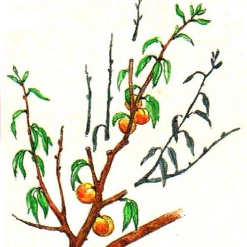 Обрезка персика: весной, осенью и летом в августе, схема обрезки