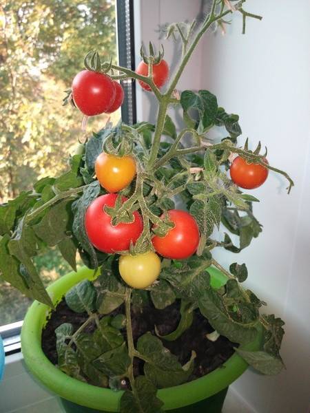 Бонсай: описание сорта томата, характеристики помидоров, посев
