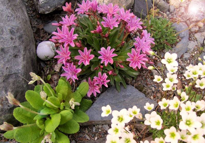 Растения для альпийской горки - особенности выбора, требования к составлению композиций и размещению