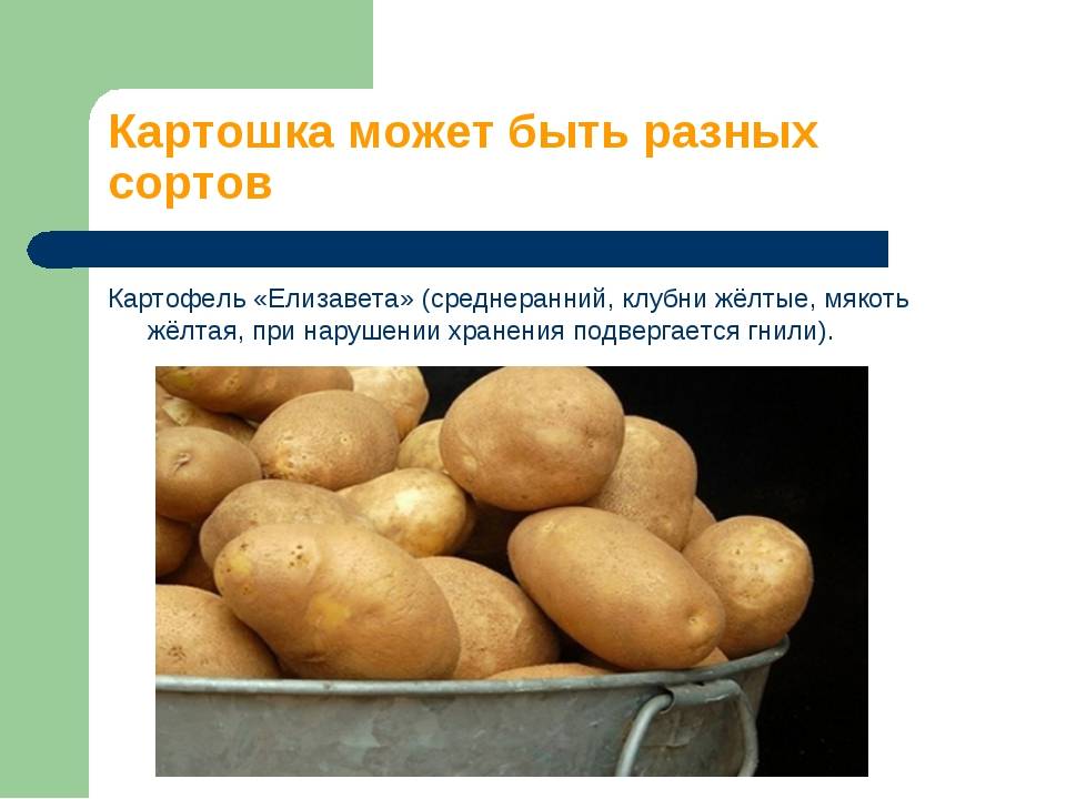 Картофель "елизавета": описание сорта, характеристики, фото, особенности ухода