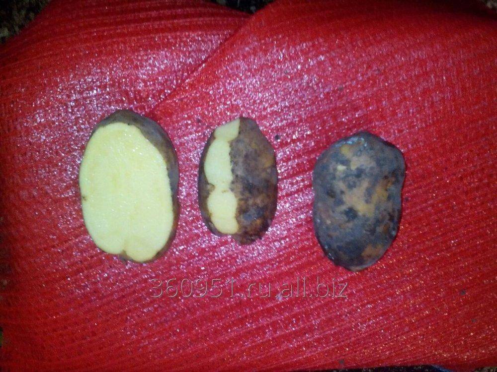 Фелокс: описание семенного сорта картофеля, характеристики, агротехника