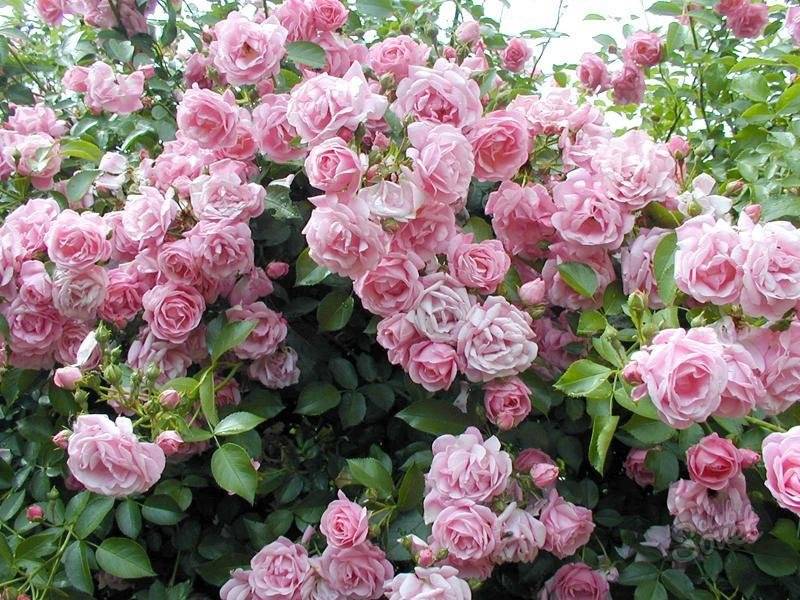 Плетистые розы в саду, сорта, описание, фото