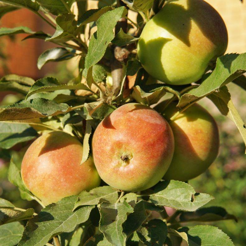 Описание сорта яблони приокское: фото яблок, важные характеристики, урожайность с дерева