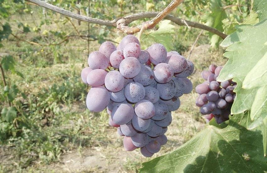 Виноград низина: описание с характеристиками, регионы разведения, посадка и уход