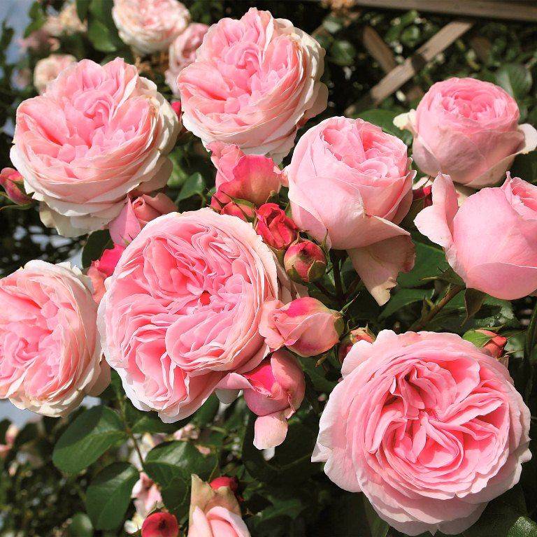 О розе Giardina: описание и характеристики, выращивание сорта плетистой розы