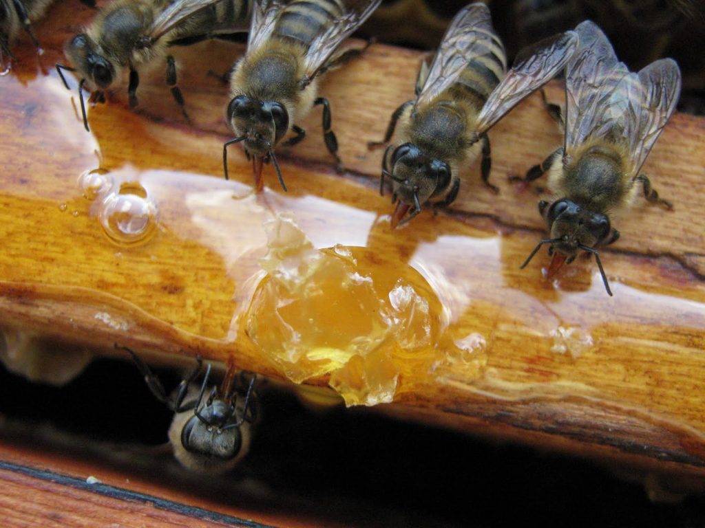 Осенняя подкормка пчел сахарным сиропом: сроки, рецепты