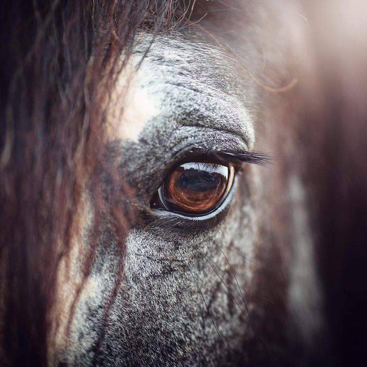 Глаза лошади: особенности строения и зрительного анализатора