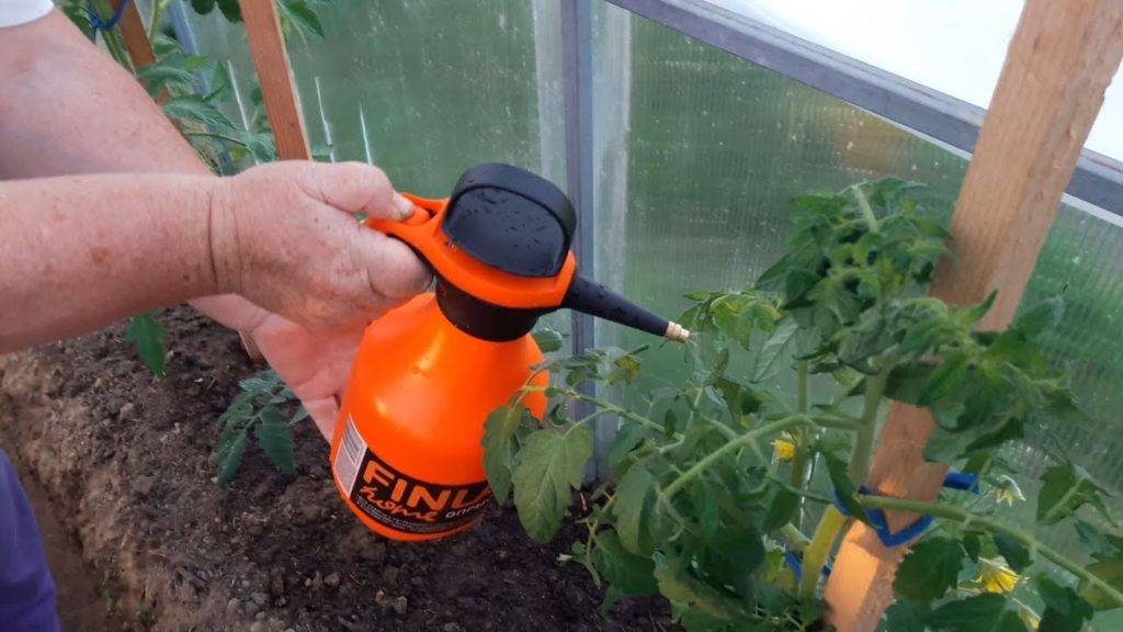 Чем опрыскивать помидоры, чтобы получить максимальную эффективность при сборе урожая? 71 фото рецептов