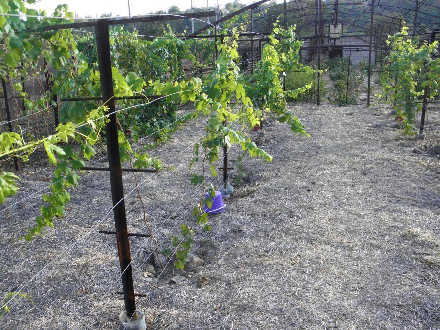 Умный виноградник: формировка на шпалере или беседке - rmnt - медиаплатформа миртесен