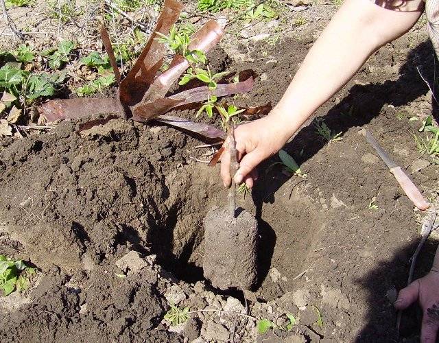 Как правильно посадить грушу весной, пошаговое руководство, в том числе как сажать в средней полосе, инструкция посадки + видео