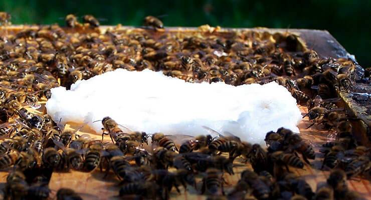 Как подкормить пчел осенью