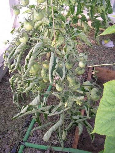 Почему листья у томатов скручиваются в теплице, открытом грунте