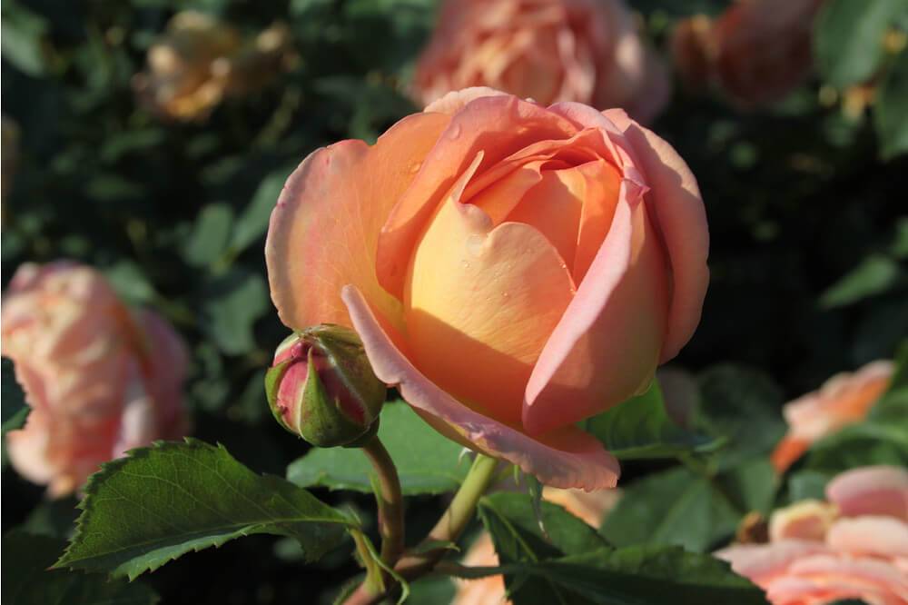 Роза леди оф шалот: описание и фото, особенности цветения, советы по уходу и размножению, болезни и вредителидача эксперт