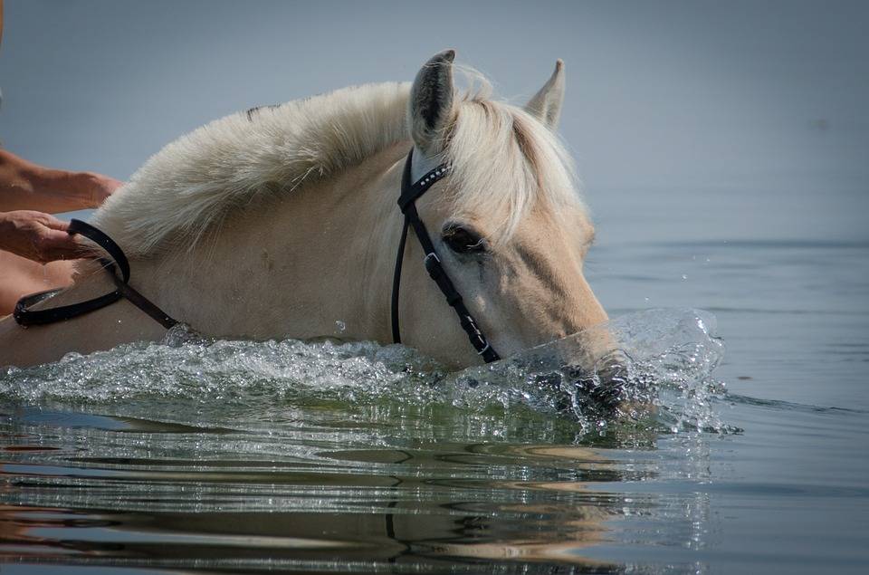 Умеют ли плавать лошади, купание, переправа с конем