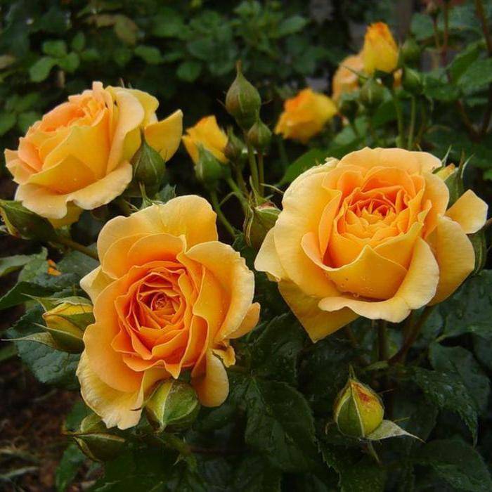 Роза чайно-гибридная дуфтвольке -история, описание, фото, агротехника | о розе