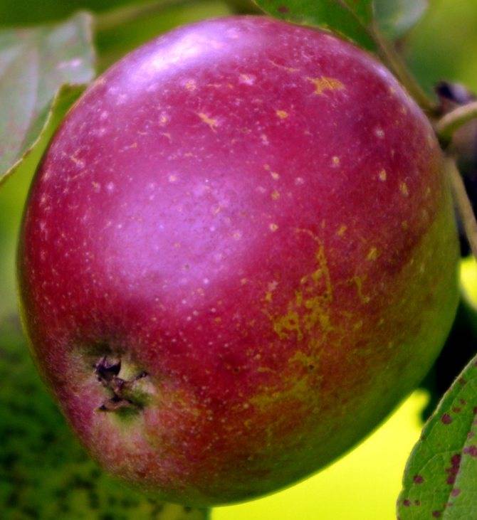 Описание и характеристики яблони сорта коваленковское. яблоня сорта коваленковское: описание сорта и уход
