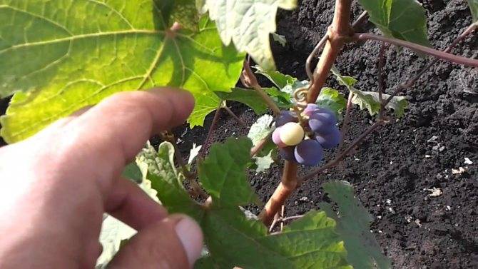 Посадка винограда: схемы с фото-инструкцией, сроки когда и как посадить для начинающих. посадка черенками весной и осенью