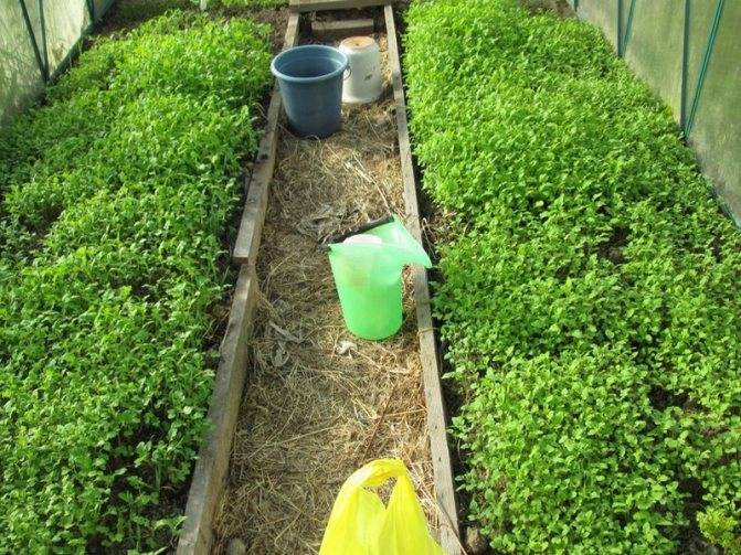 Горчица как сидерат: когда и как сеять для улучшения плодородия почвы