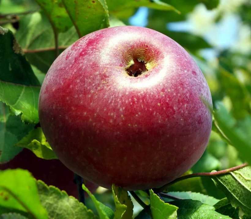 Сорта яблонь, фото: описание лучших видов, зимние, летние, сладкие