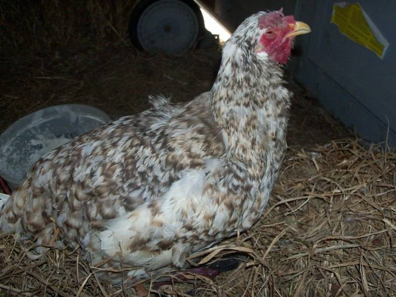 Кокцидиоз - симптомы и лечение у кур, кокцидиостатики для цыплят-бройлеров и птиц