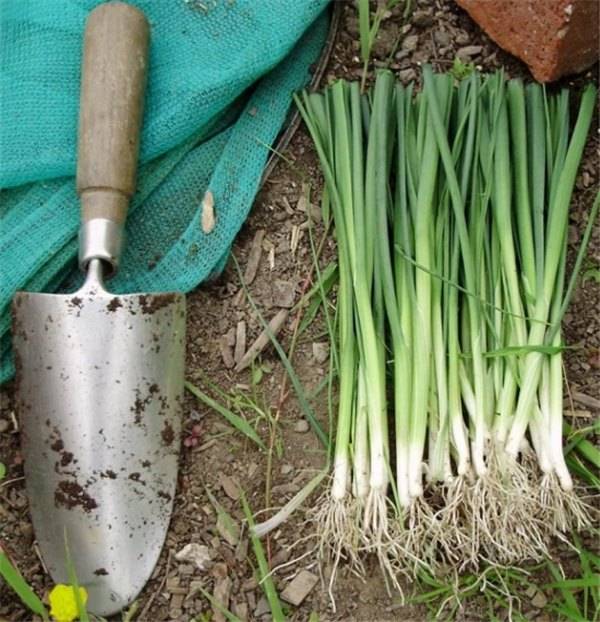 Как сажать лук порей семенами на рассаду - огородные дела