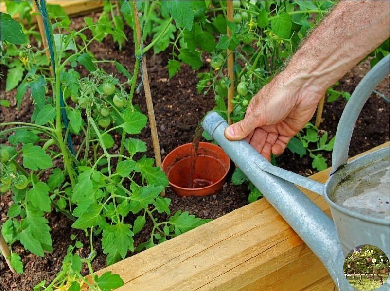 Как поливать помидоры правильно в теплице и в открытом грунте