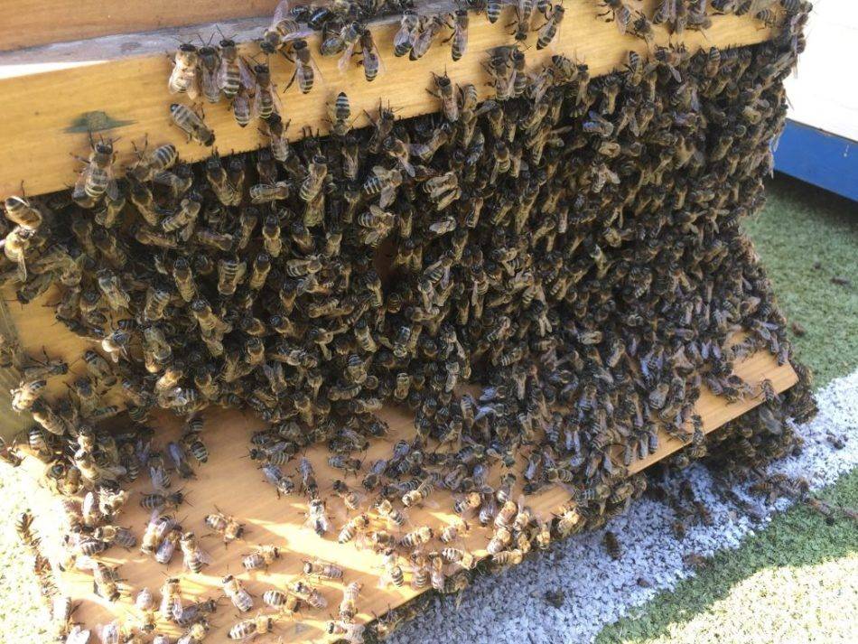 Как избавиться от пчел в стене дома